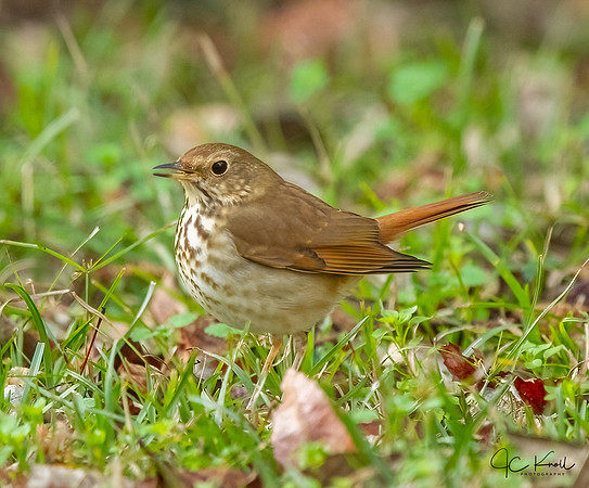 Hermit Thrush
