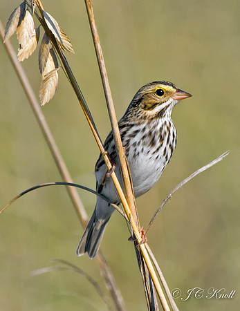 Savannah Sparrow