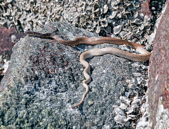 Eastern Coachwhip