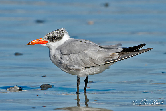 Caspian Tern