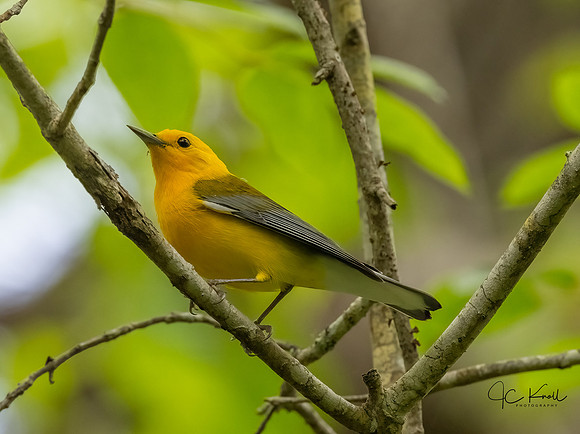 Prothonotary Warbler