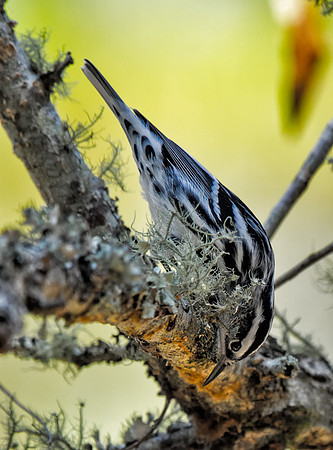 Black-and-white Warbler (M)