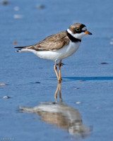 Semipalmated Plover