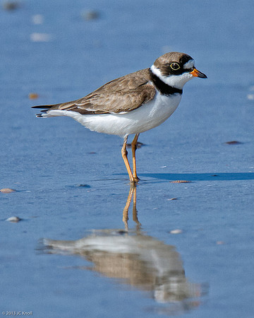 Semipalmated Plover