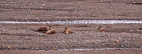 Caribou