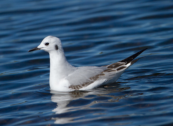 Bonaparte's Gull