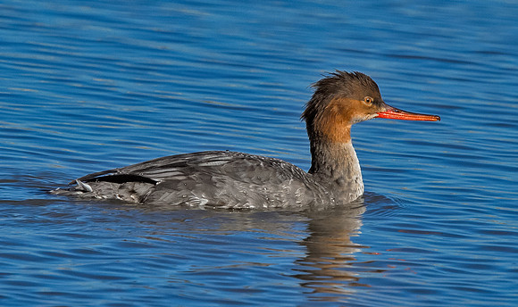Reb-breasted Merganser (F)