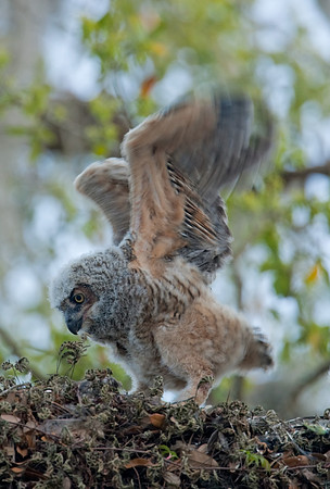 Great Horned Owlet