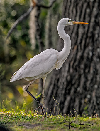 Great Blue Heron (White Form)