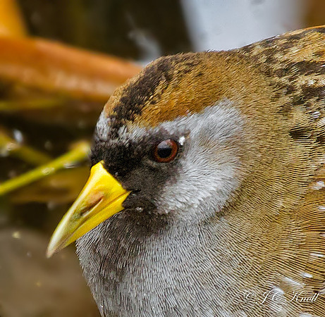 Sora