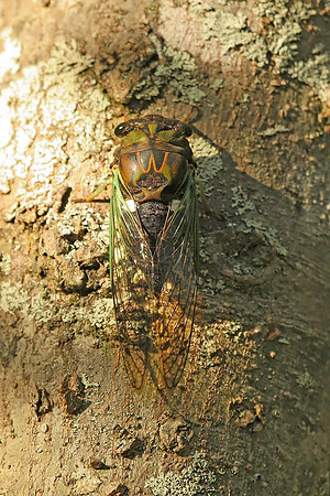 Silver-bellied Cicada