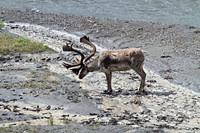 Caribou (M)