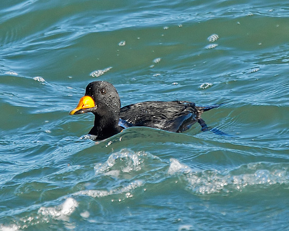Black Scoter (M)