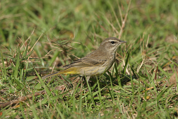 Palm Warbler (F)