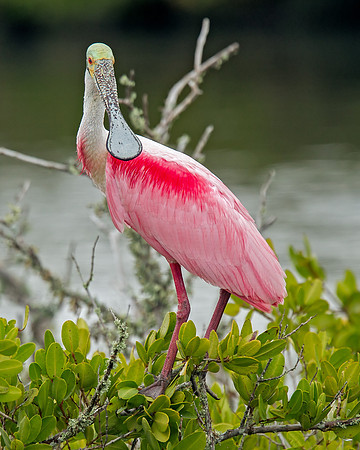 Roseate Spoonbill
