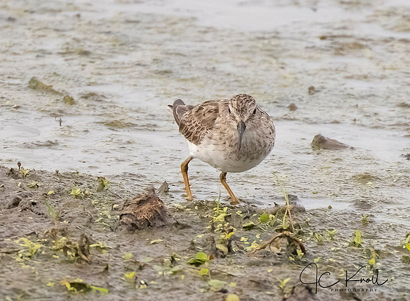 Least Sandpiper