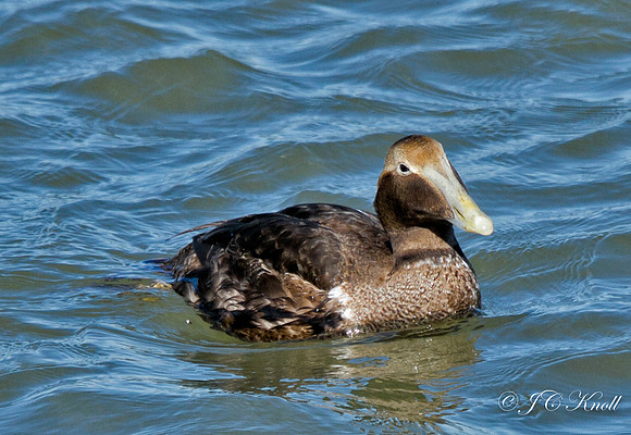 Common Eider