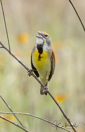 Dickcissal