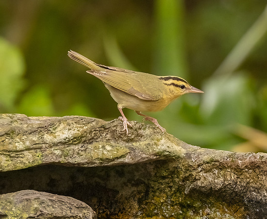 Worm-eating Warbler