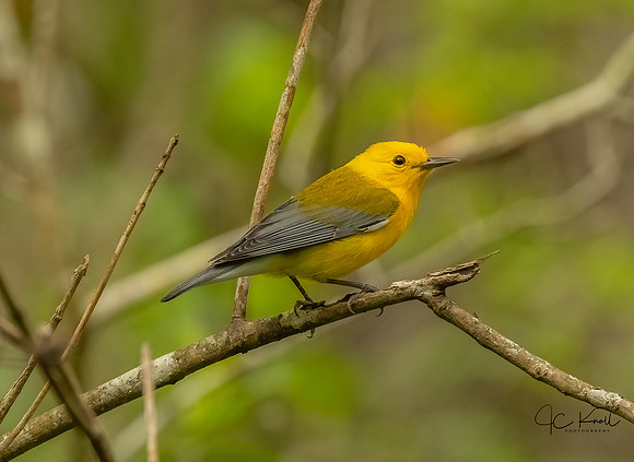 Prothonotary Warbler