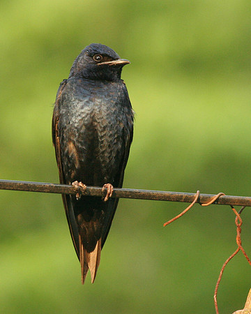 Purple Martin (M)