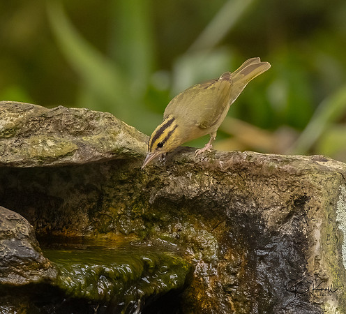 Worm-eating Warbler
