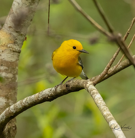 Prothonotary Warbler