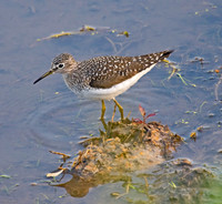 Solitary Sandpiper