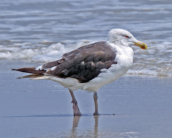 Great Black-backed Gull