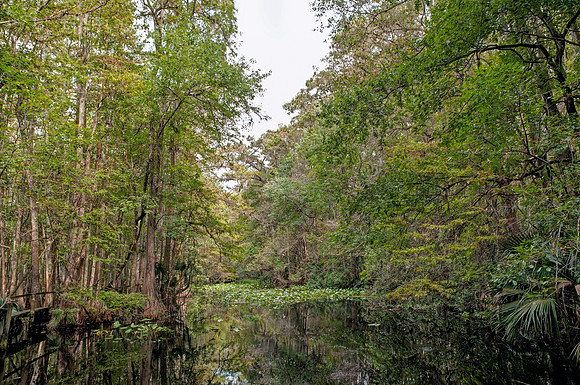 Highlands Hammock State Park