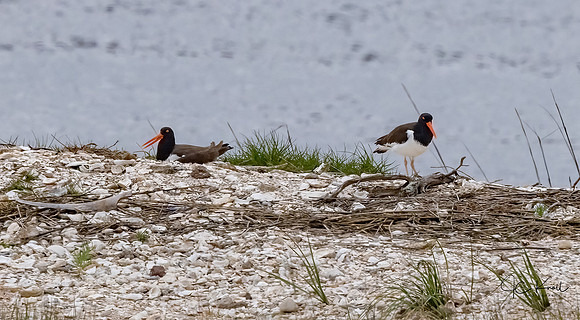 American Oystercatcher