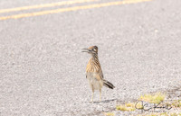 Greater Roadrunner