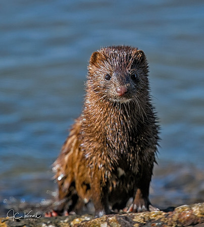 American Mink