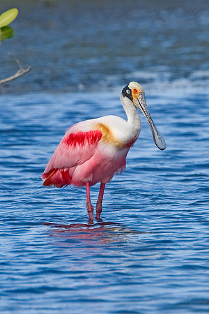 Roseate Spoonbill