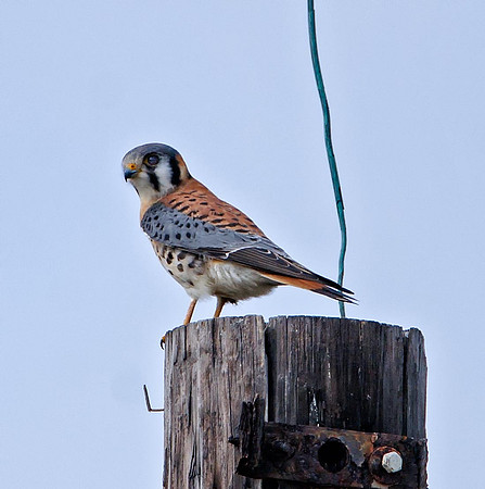 American Kestrel