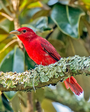 Summer Tanager (M)
