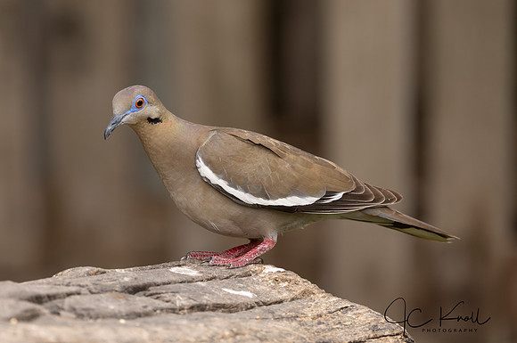 White-winged Dove
