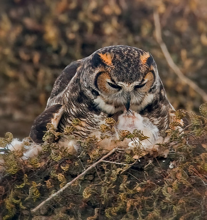 Great Horned Owl feeding Owlet