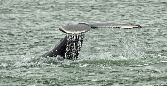 Hump-backed Whale