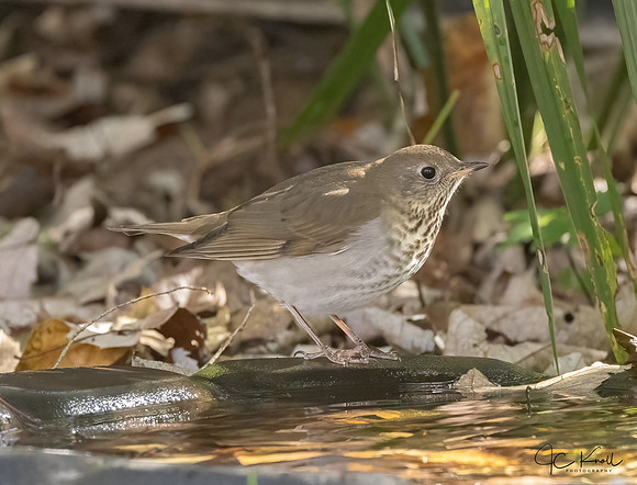 Gray-cheeked Thrush