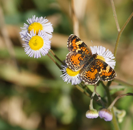 Pearl Crescent