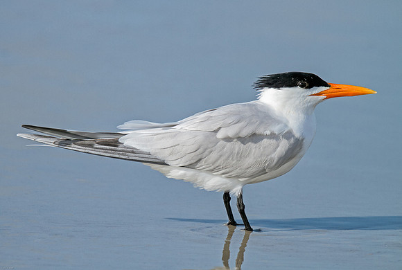Royal Tern