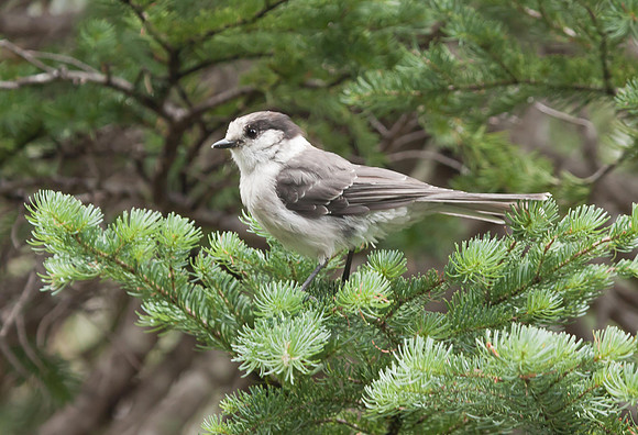 Gray Jay