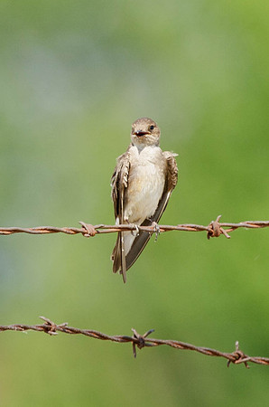 Northern Rough-winged Swallow