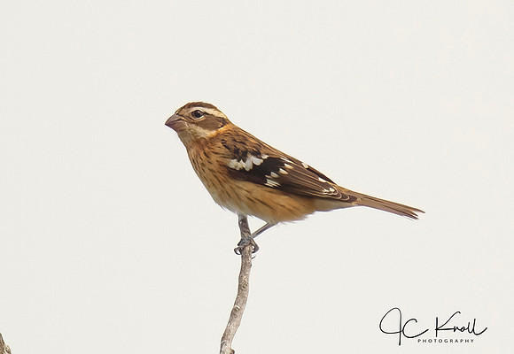 Black-headed Grosbeak