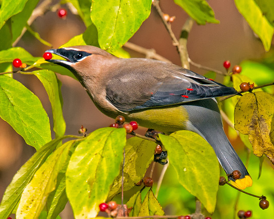 Cedar Waxwing