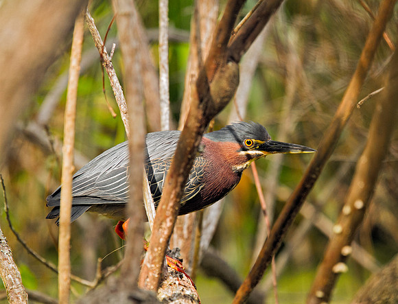 Green Heron