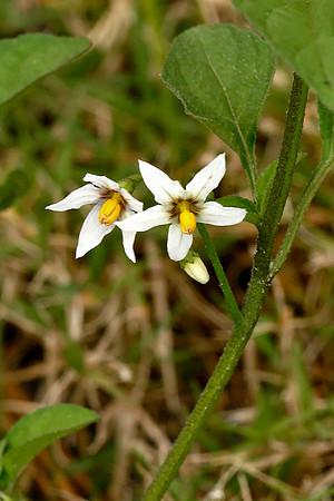 Common Nightshade