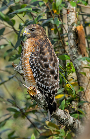 Red-shouldered Hawk