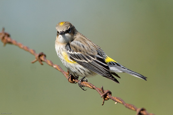 Yellow-rumped Warbler